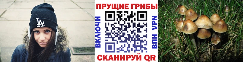 Псилоцибиновые грибы Psilocybine cubensis  Гаджиево 